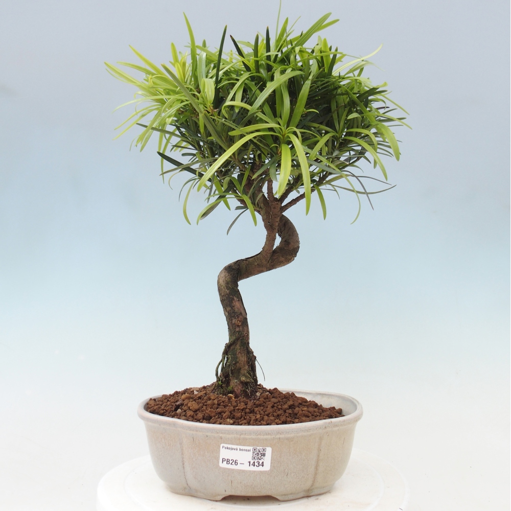 Kamerbonsai - Podocarpus - Taxus