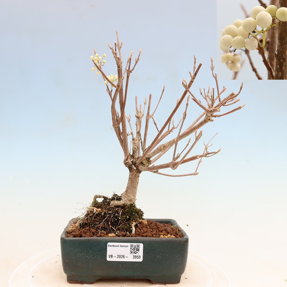 Bonsai voor buiten -  Callicarpa bodinieri Snowqueen - Sneeuwbessenboom