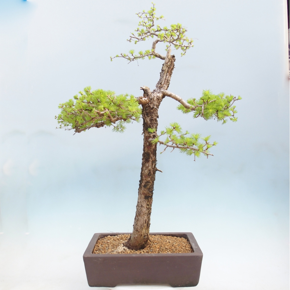 Bonsai voor buiten -Larix decidua - Lariks