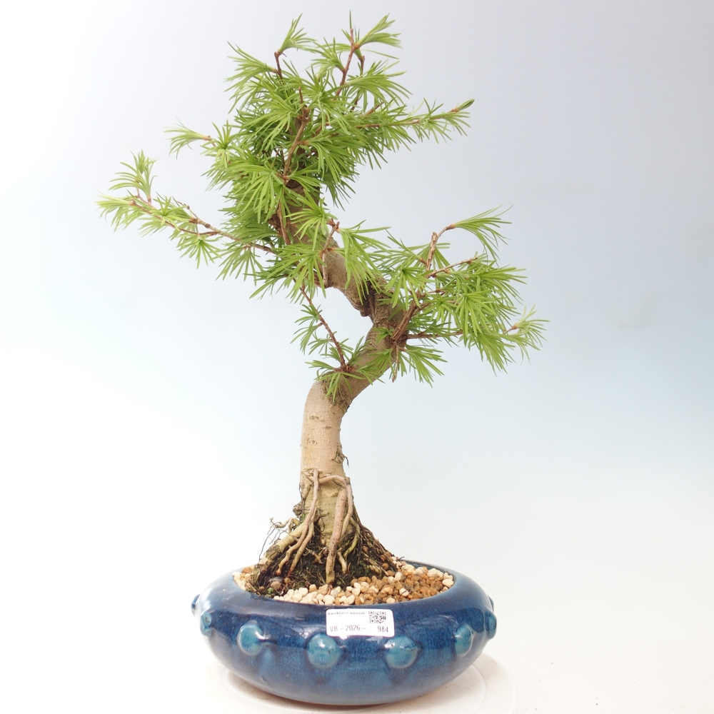 Bonsai voor buiten -Pseudolarix amabis-Pseudolarix amabis