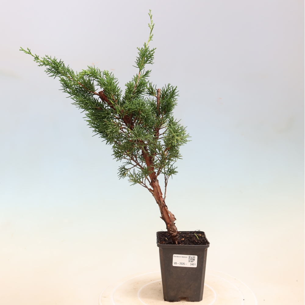 Bonsai voor buiten - Juniperus chinensis Kishu