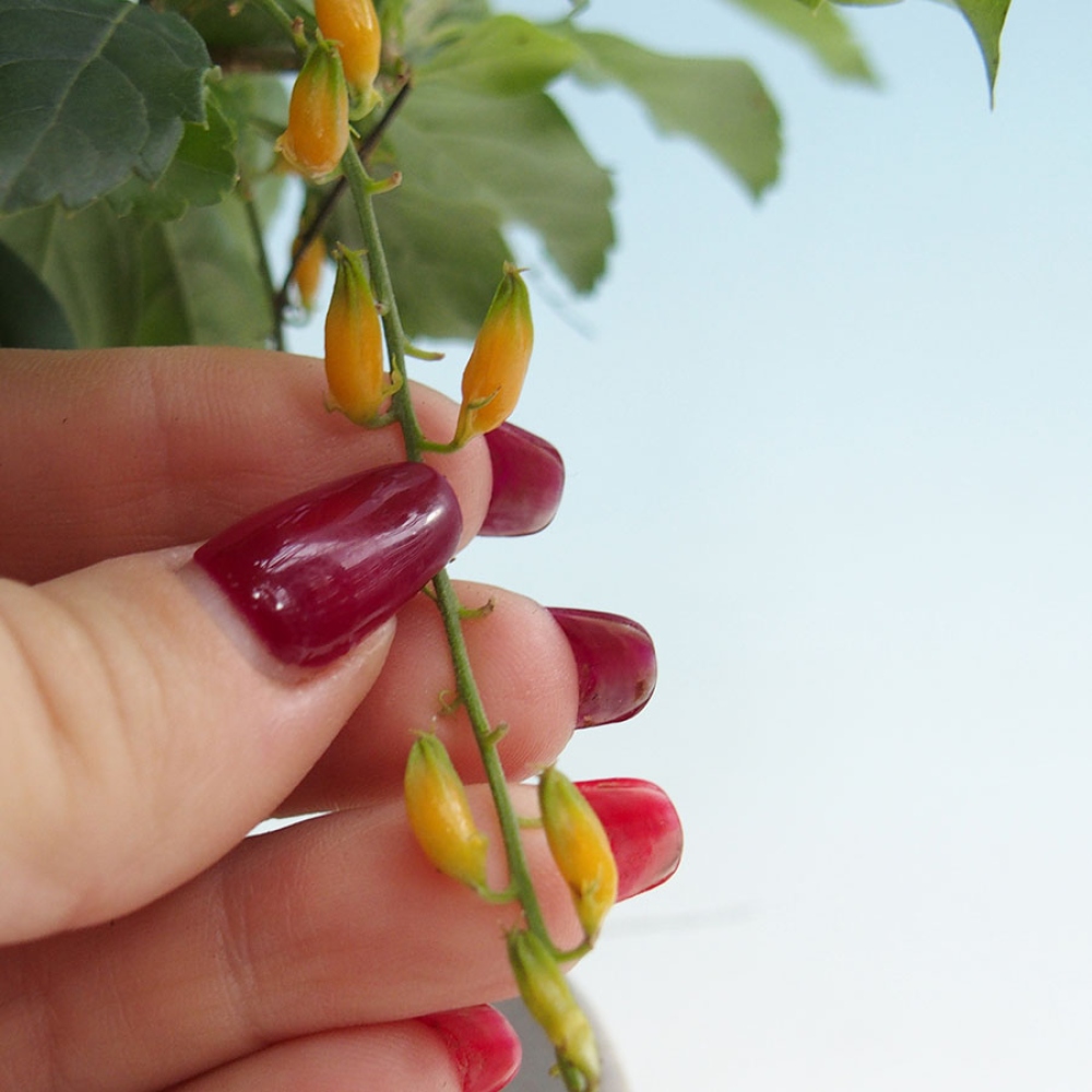 Kamerbonsai - Duranta repens -Duranta