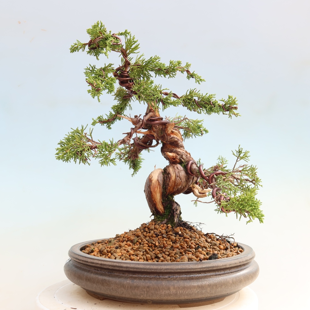 Bonsai voor buiten - Juniperus chinensis Itoigawa-Juniperus chinensis