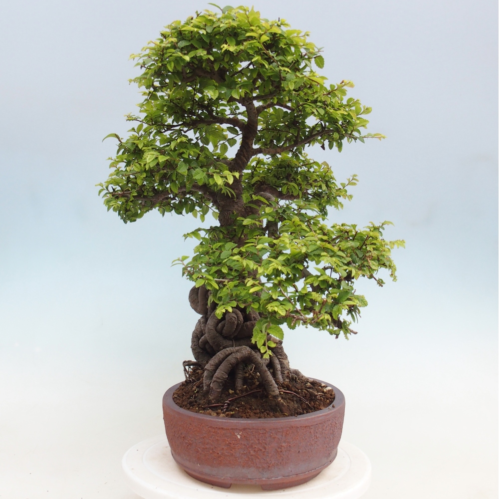 Bonsai voor buiten - Ulmus parvifolia Hokkaido - Chinese iep