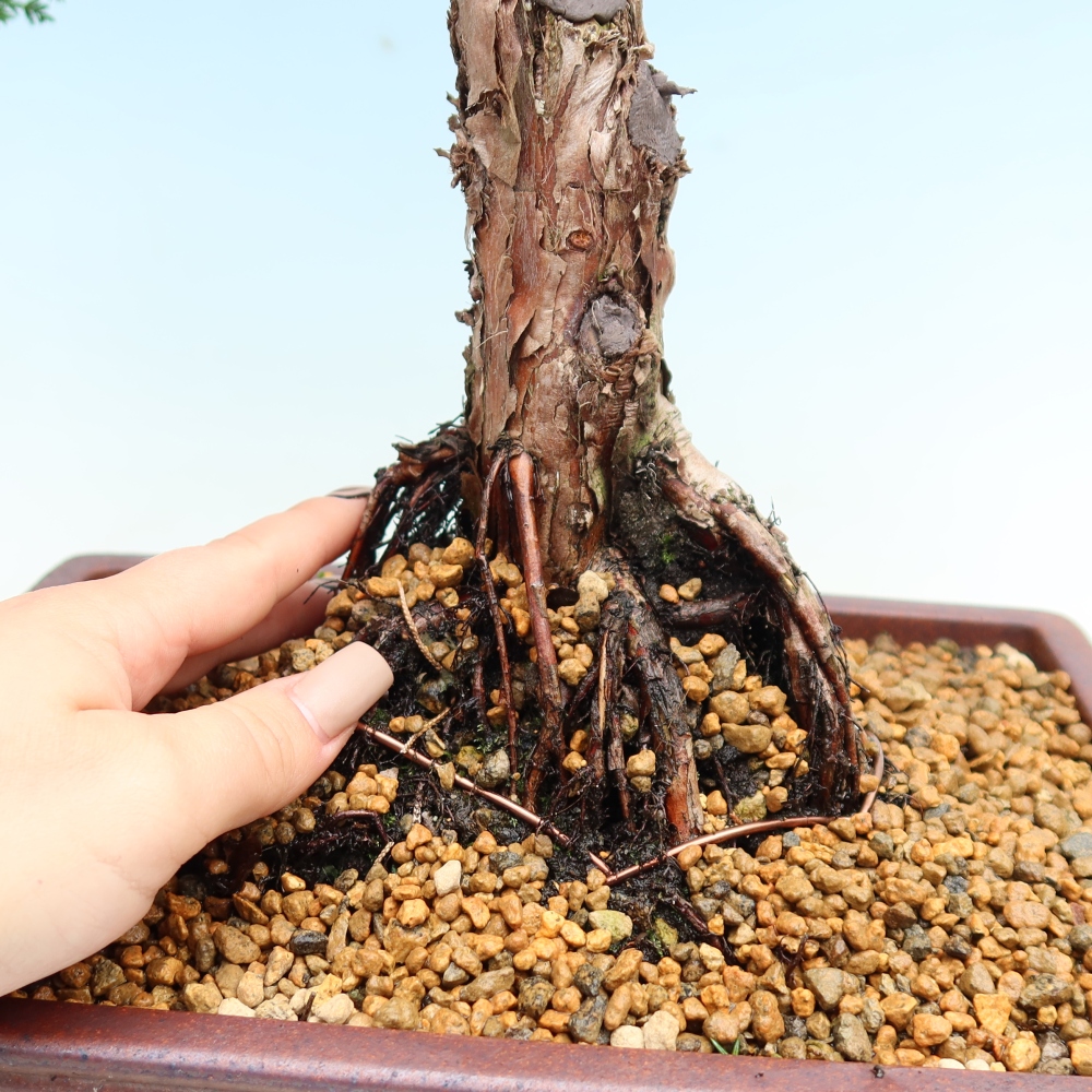 Bonsai voor buiten - Juniperus chinensis Kishu