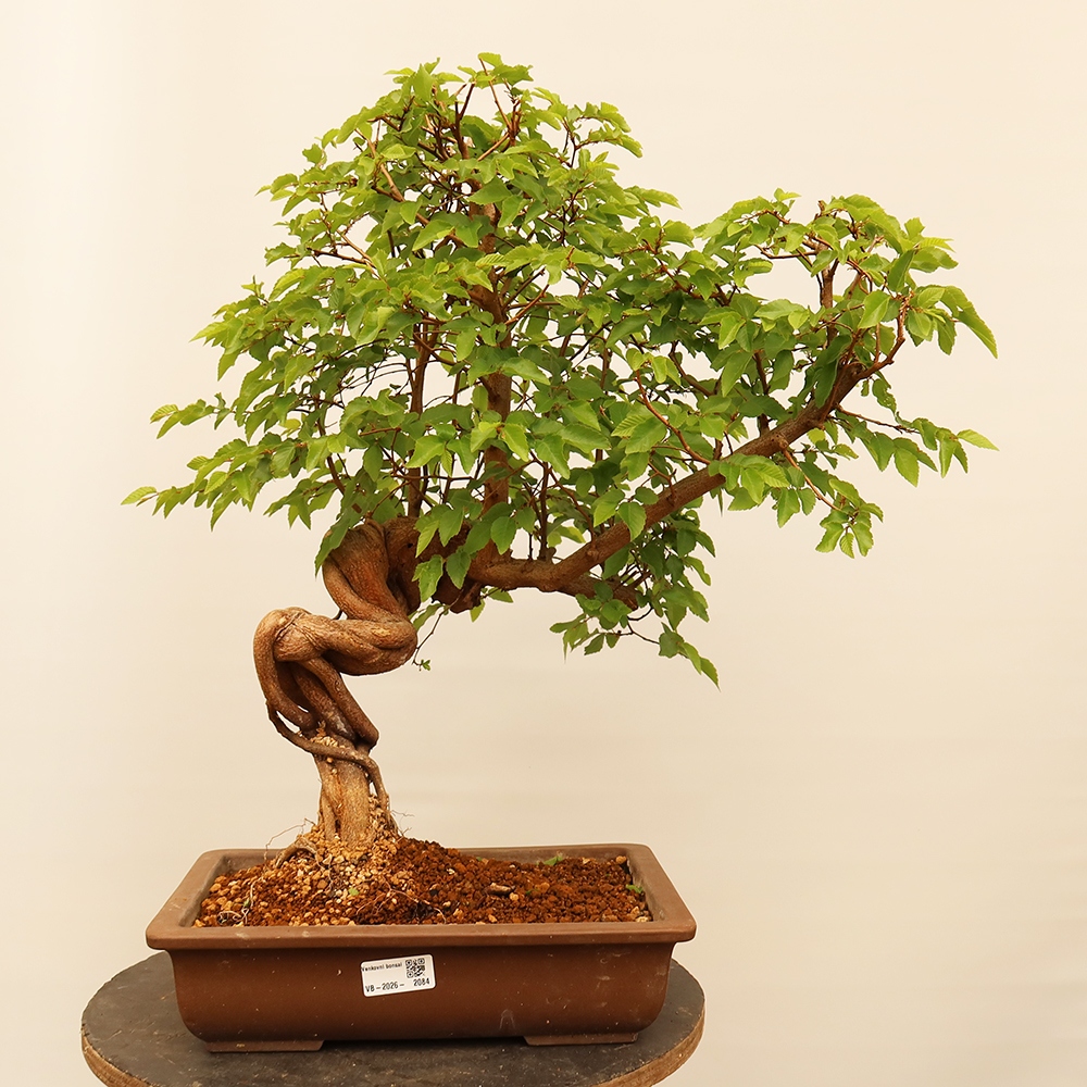 Bonsai voor buiten -Carpinus Coreana - Koreaanse haagbeuk