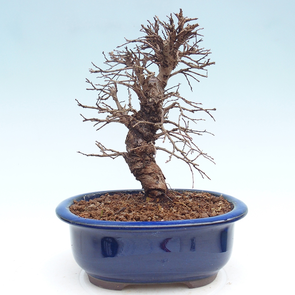 Bonsai voor buiten - Zelkova - Zelkova NIRE