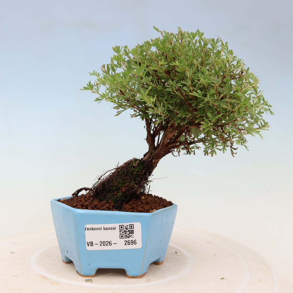 Bonsai voor buiten – Struikpotentilla – Potentilla fruticosa Goldkissen