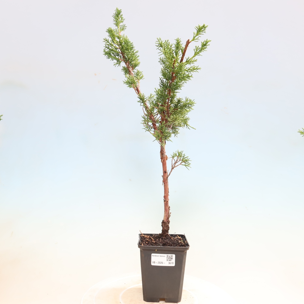 Bonsai voor buiten - Juniperus chinensis Kishu