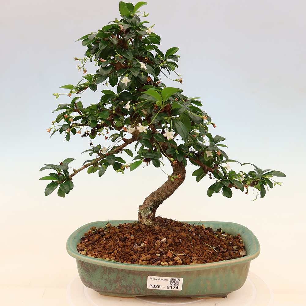 Kamerbonsai - Carmona macrophylla - Thee fuki