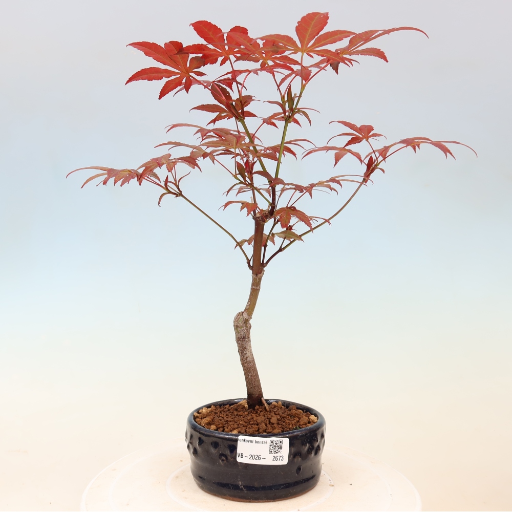 Bonsai voor buiten - Acer palm. Atropurpureum-Javorpalm