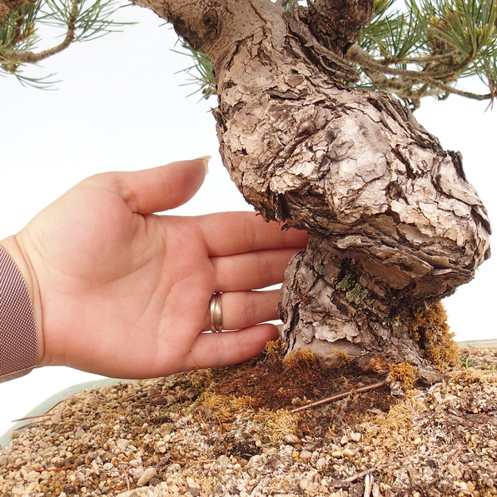 Bonsai voor buiten - Pinus parviflora - Pinus parviflora