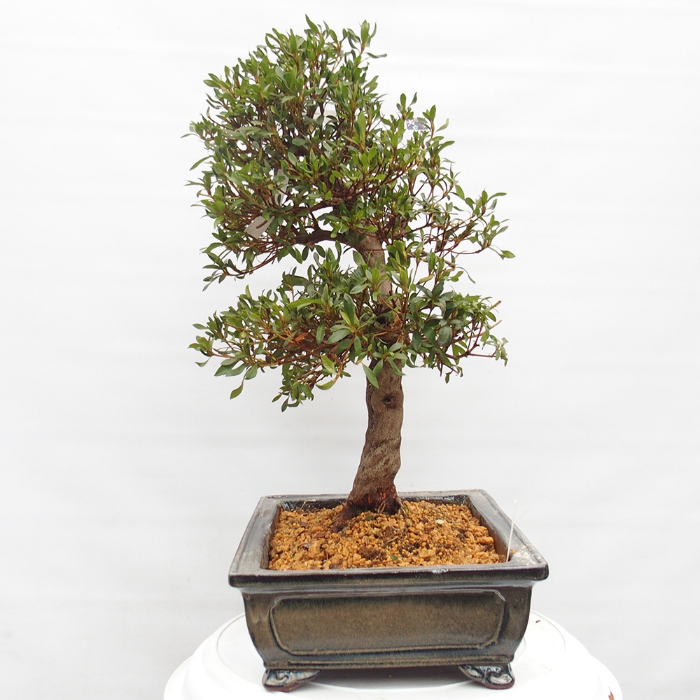Bonsai voor buiten - Japanse azalea - Azalea CHIHIRO