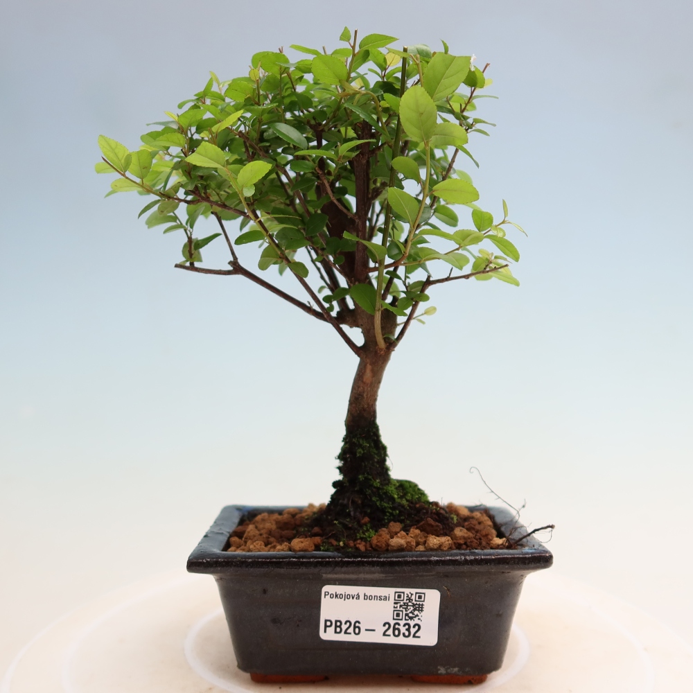 Kamerbonsai - Sageretia thea - Sageretia thea