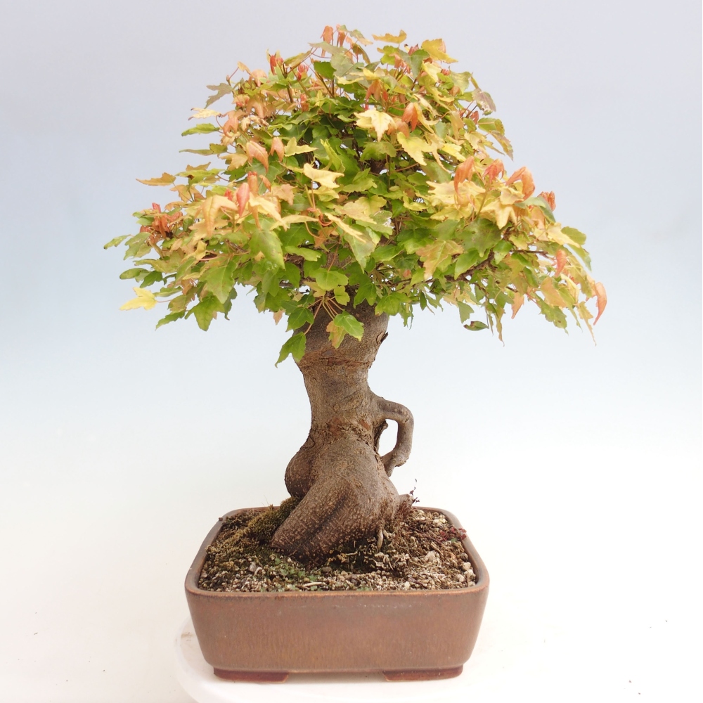 Bonsai voor buiten - Acer Buergerianum - Burgeresdoorn