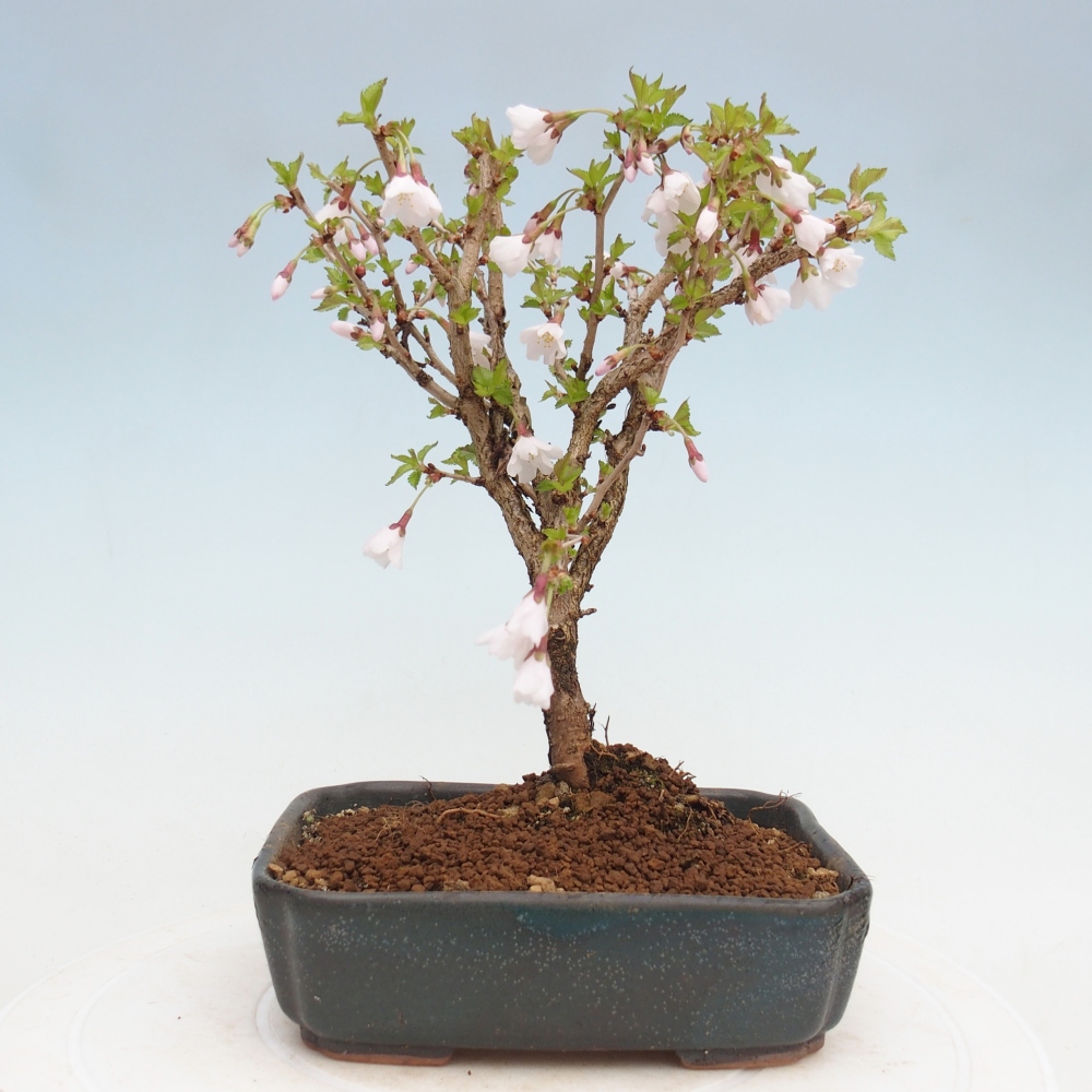 Bonsai voor buiten - Prunus incisa Kojou-no mai-Plivon uitgesneden