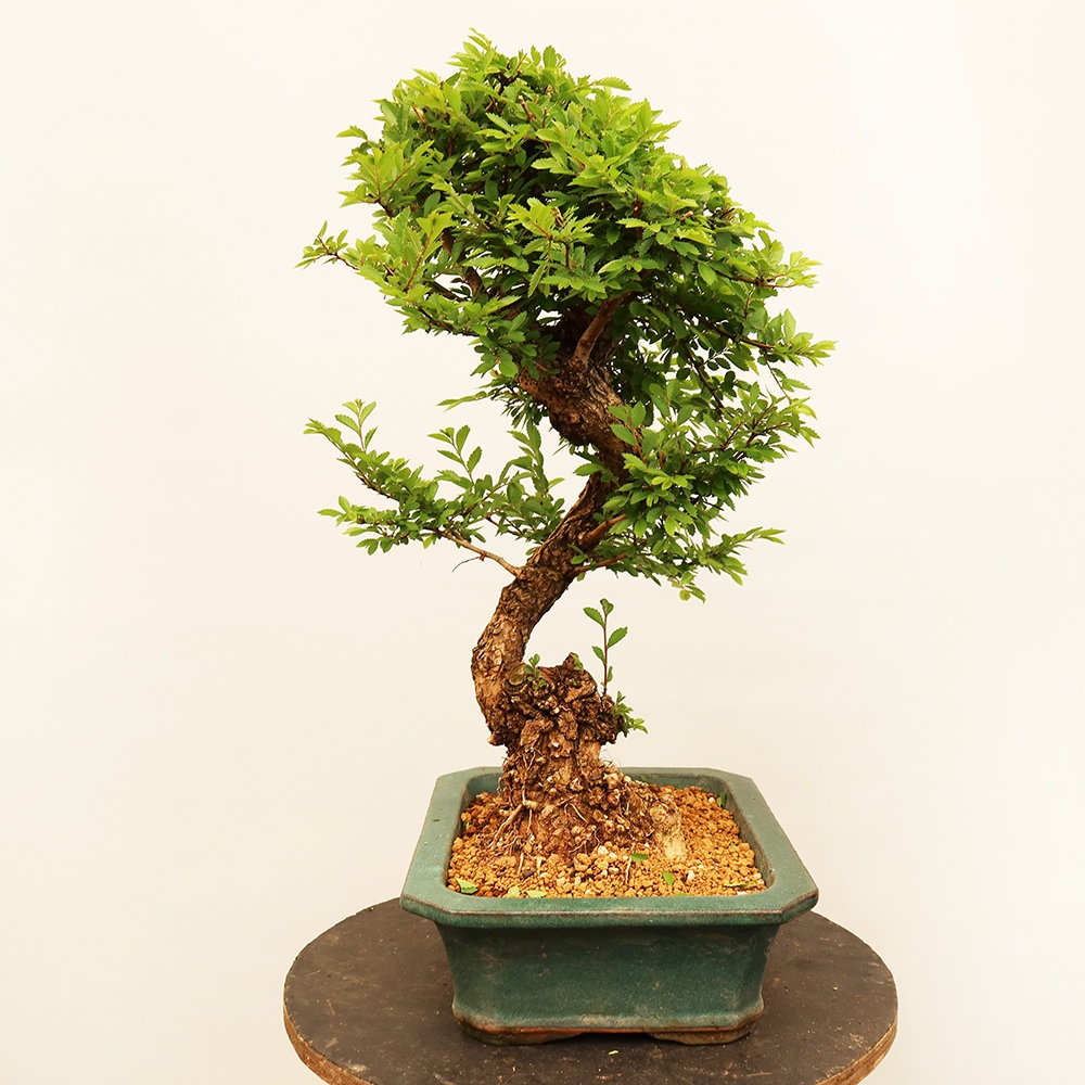 Bonsai voor buiten - Zelkova - Zelkova NIRE