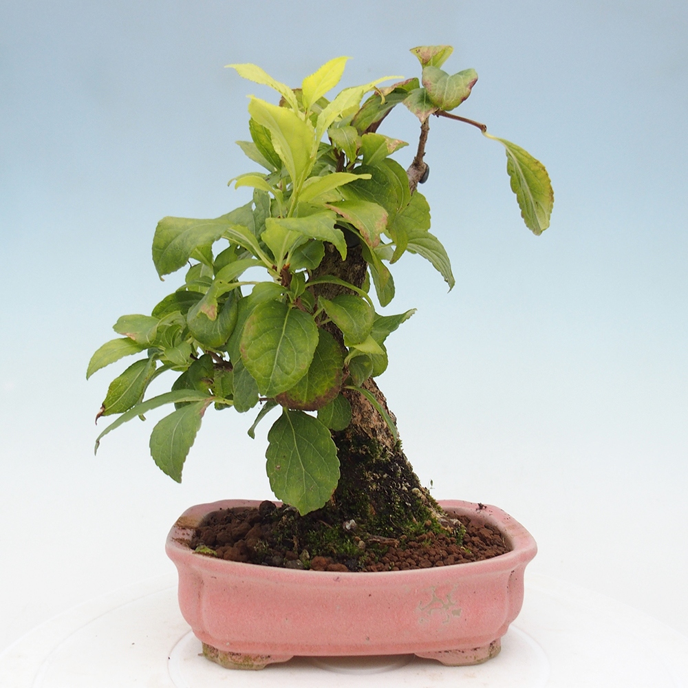 Bonsai voor buiten - Celastrus orbiculatus