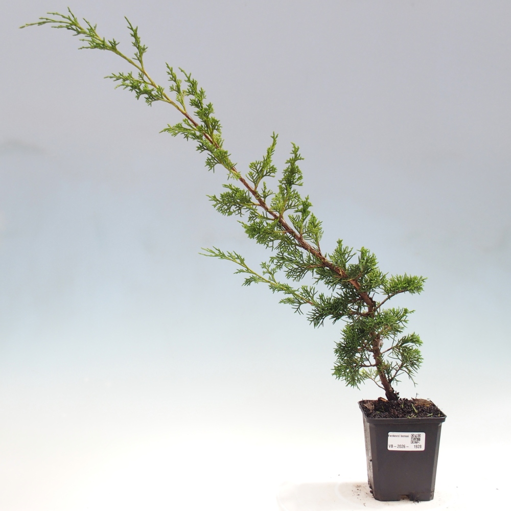 Bonsai voor buiten - Juniperus chinensis Itoigawa