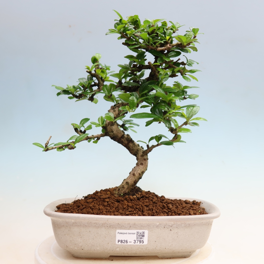 Kamerbonsai - Carmona macrophylla - Thee fuki