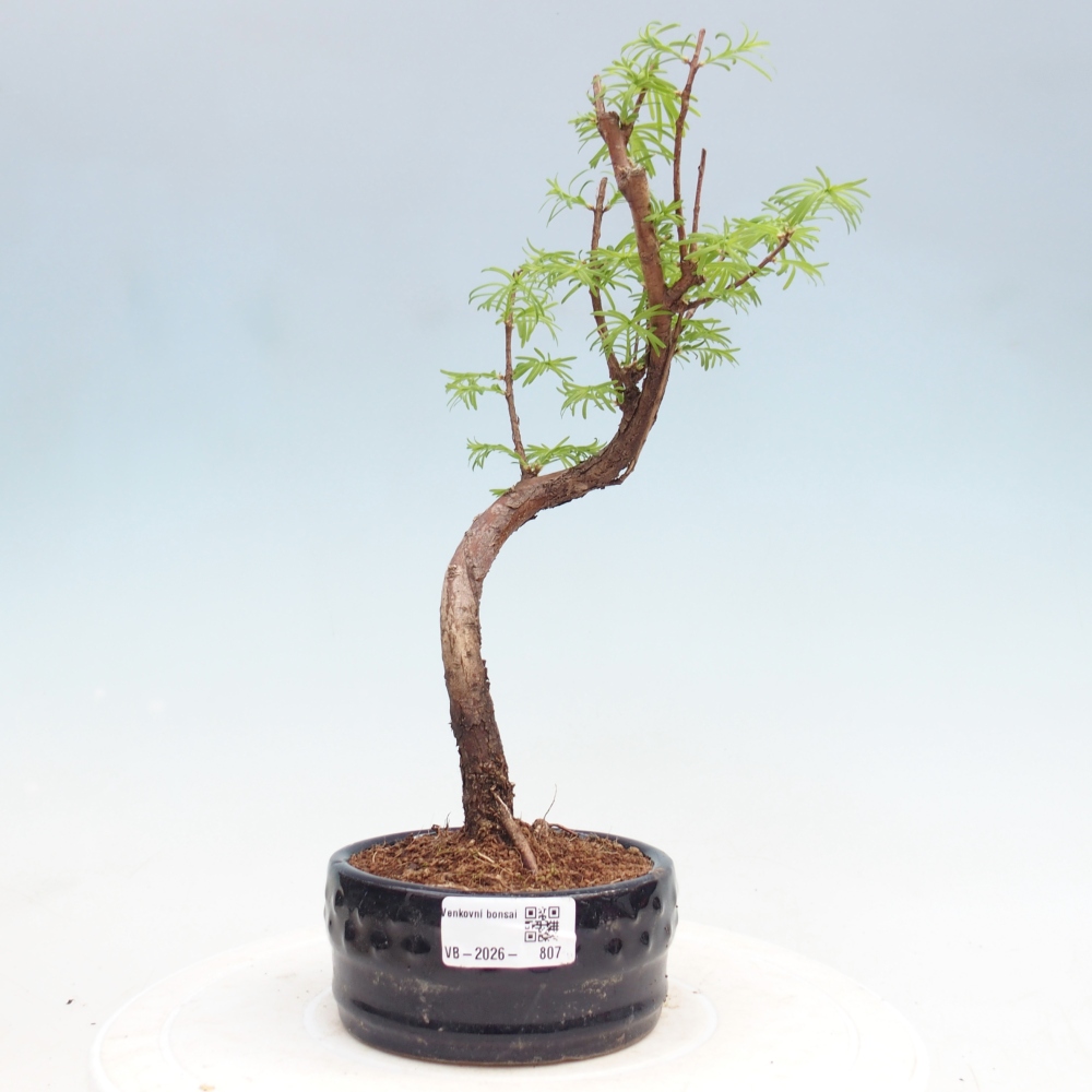 Bonsai voor buiten - Metasequoia glyptostroboides - Chinese Metasequoia