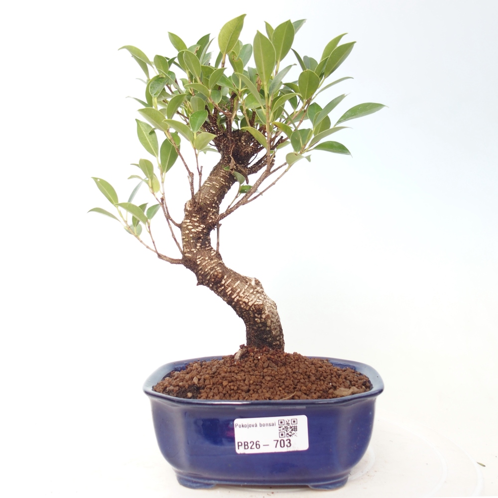 Kamerbonsai - Ficus retusa - kleinbladige ficus