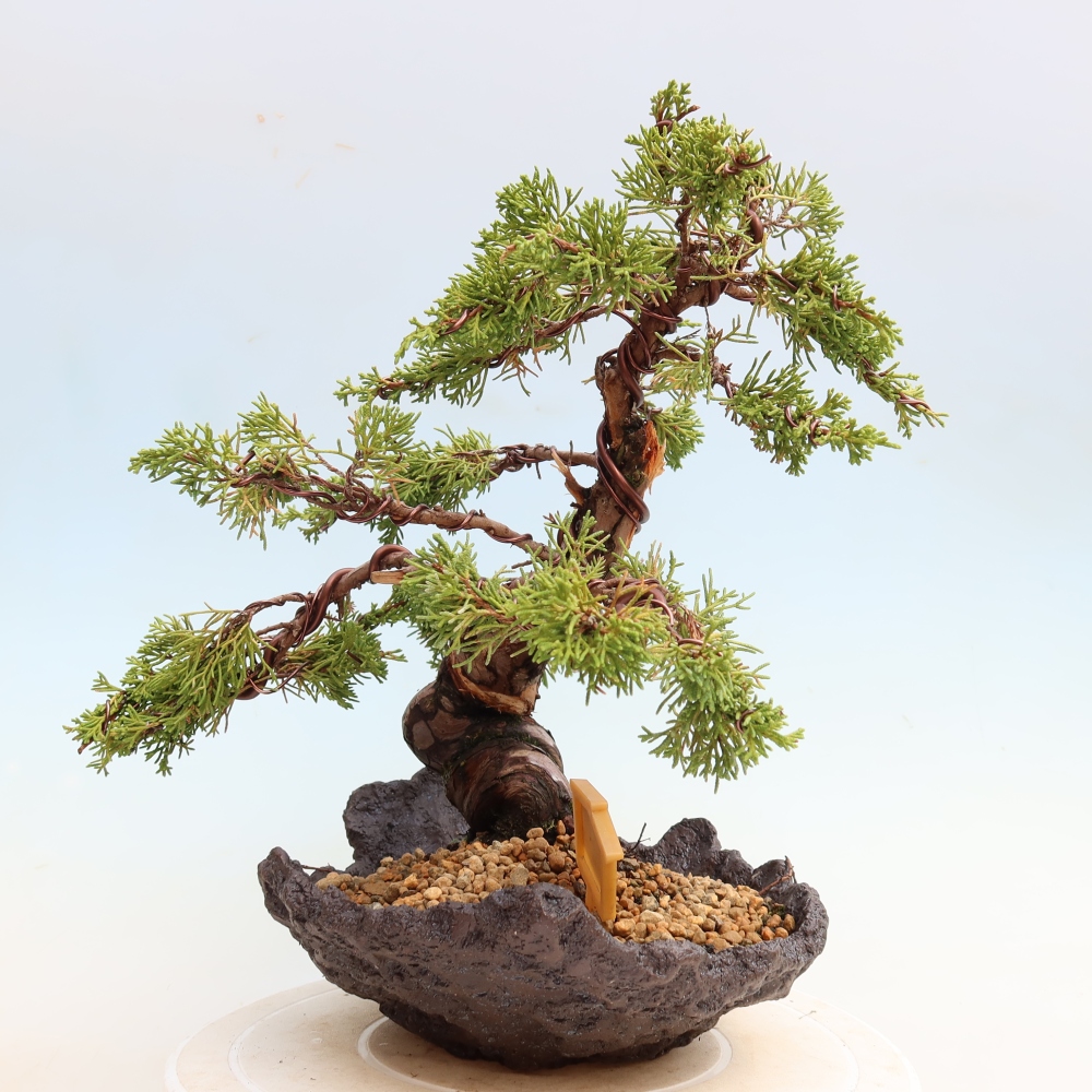 Bonsai voor buiten - Juniperus chinensis Itoigawa-Juniperus chinensis
