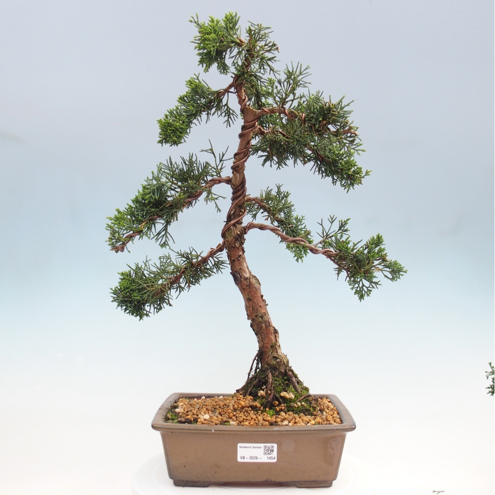 Bonsai voor buiten - Juniperus chinensis Kishu