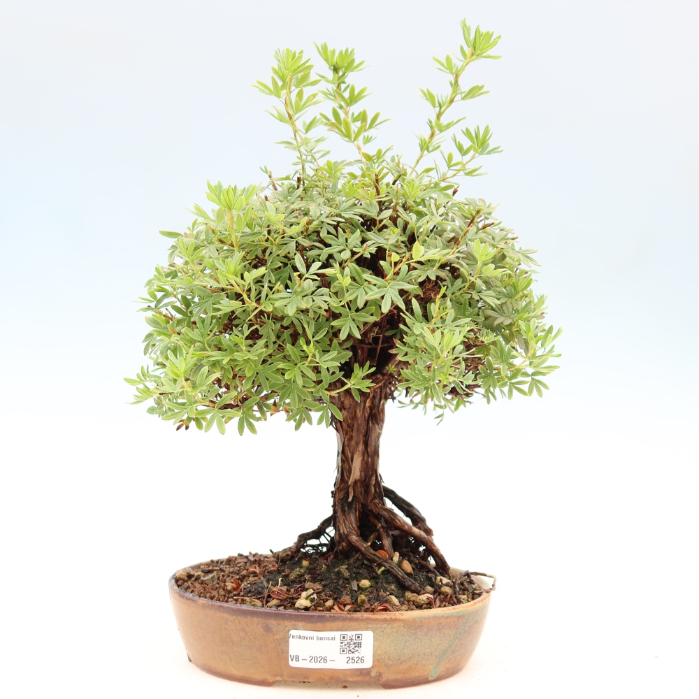 Bonsai voor buiten - Potentila fruticosa