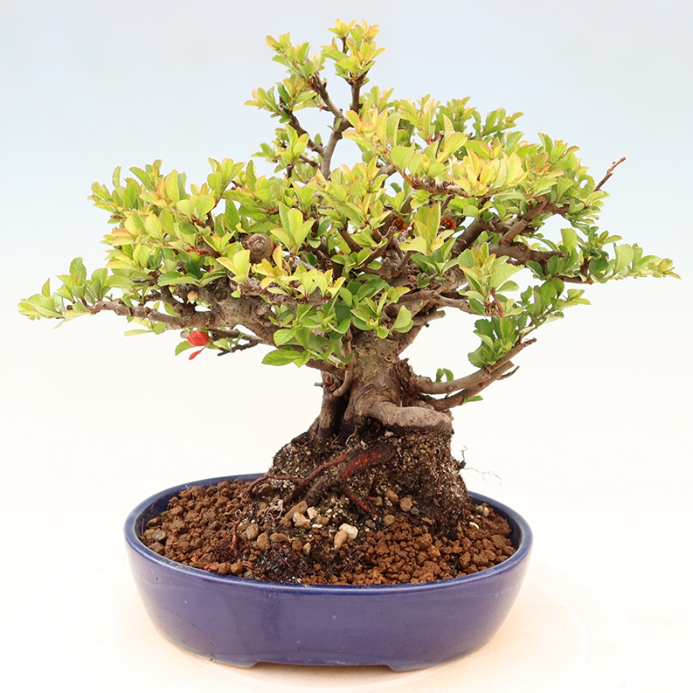Bonsai voor buiten - Chaneomeles speciosa Chojubai