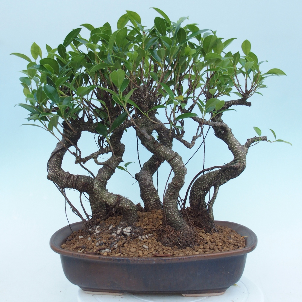 Kamerbonsai - Ficus kimmen - kleinbladige ficus
