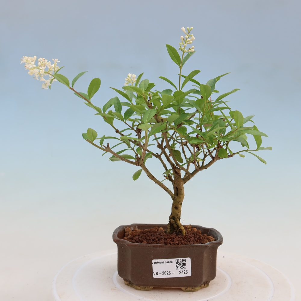 Bonsai voor buiten - Ligustrum vulgare - Vogelsnavel