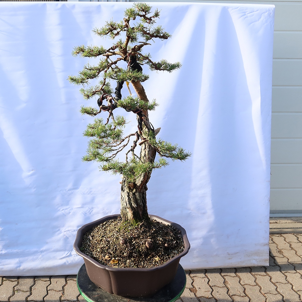 Pinus sylvestris Spanje - grove den