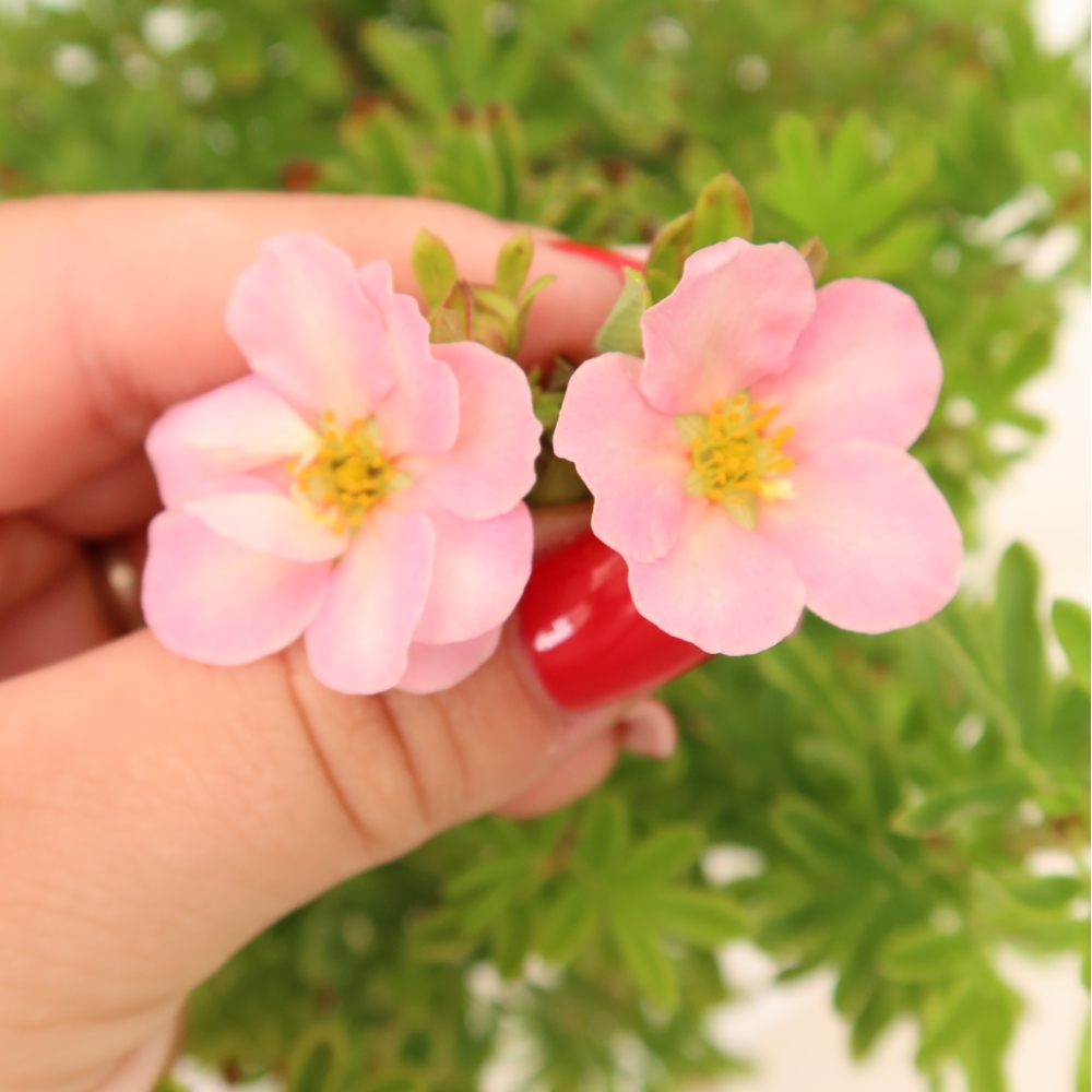 Buitenbonsai – Struikpotentilla – Potentilla fruticosa Bellissima