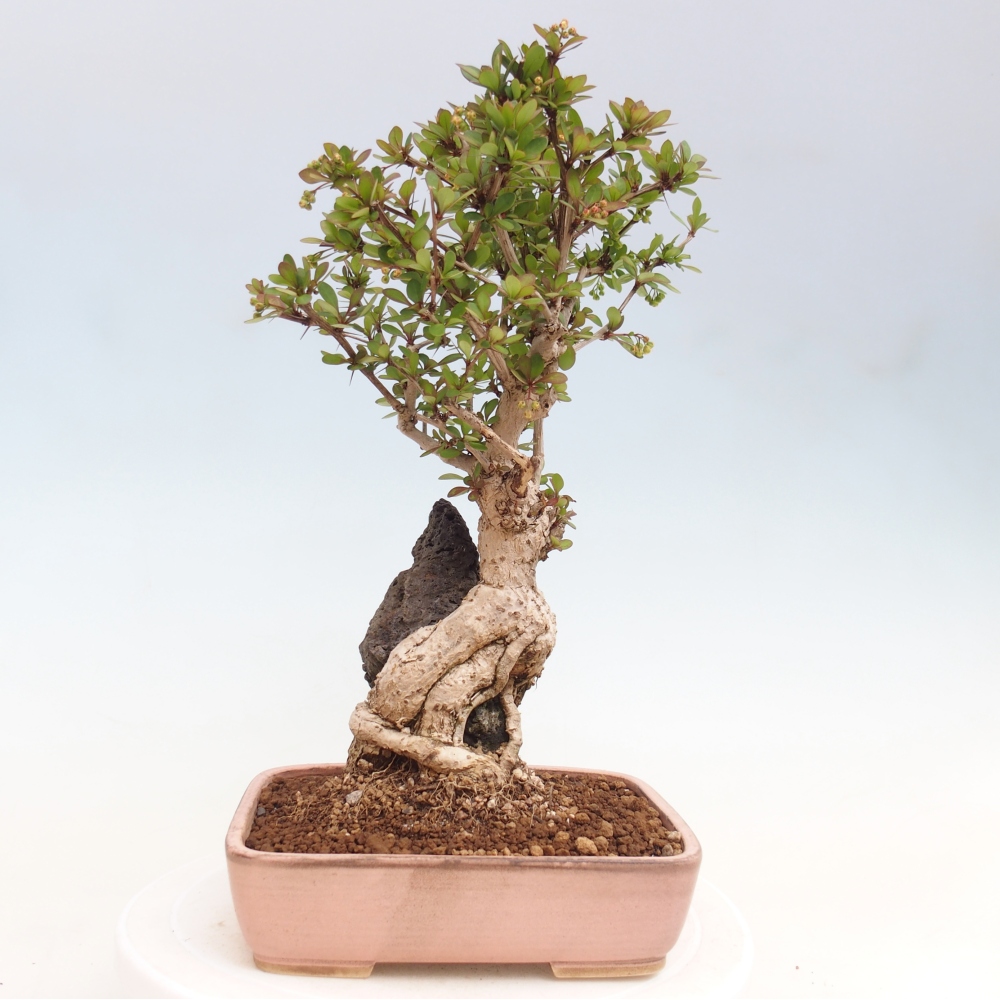 Bonsai voor buiten - Berberis coreana