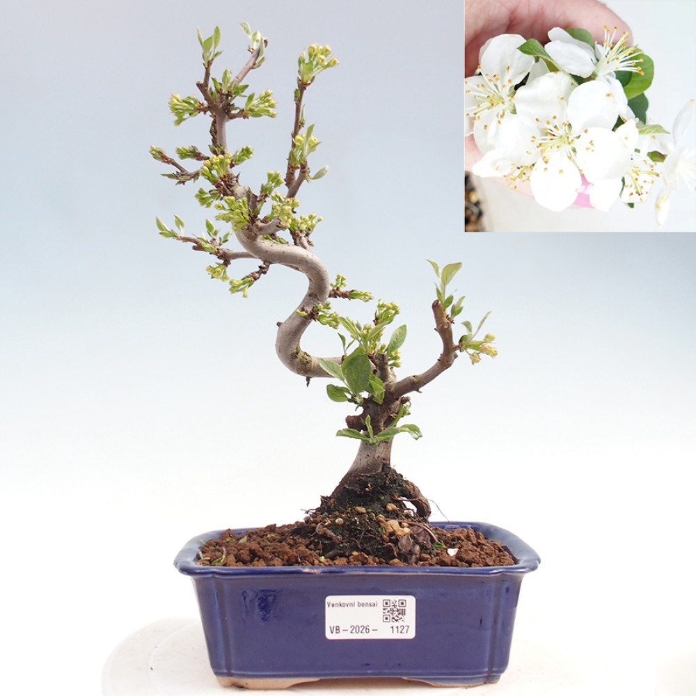 Bonsai voor buiten - Malus sargentii - Appelboom met kleine vruchten