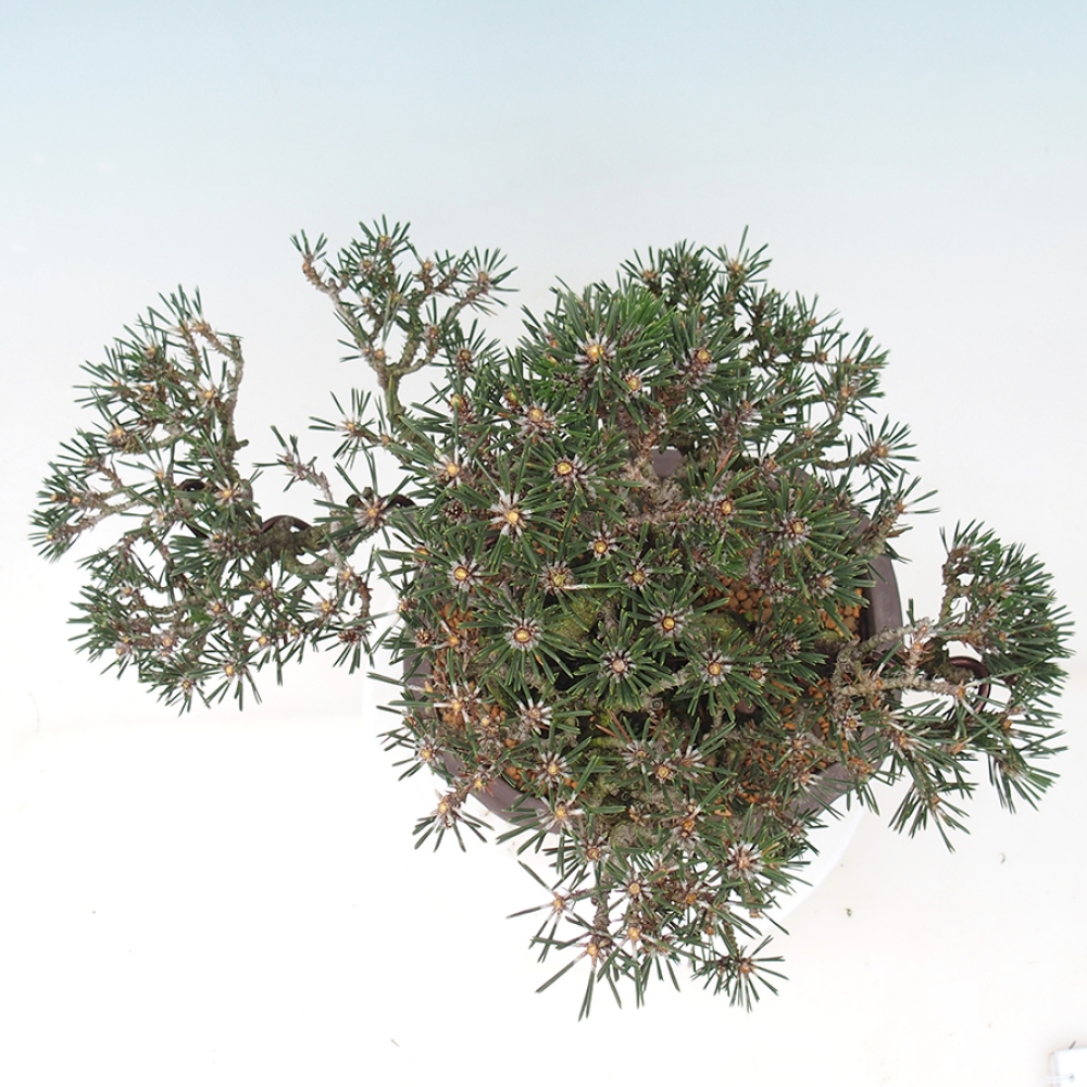 Bonsai voor buiten - Pinus thunbergii Kotobuki - Thunberg den