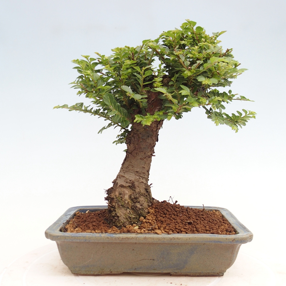 Bonsai voor buiten - Ulmus parvifolia Hokkaido - Chinese iep