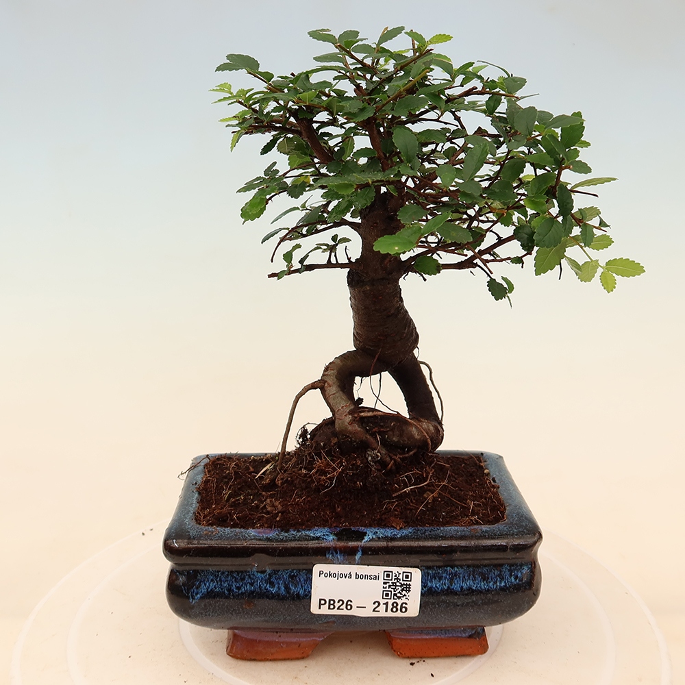 Kamerbonsai - Ulmus parvifolia - Winteriep