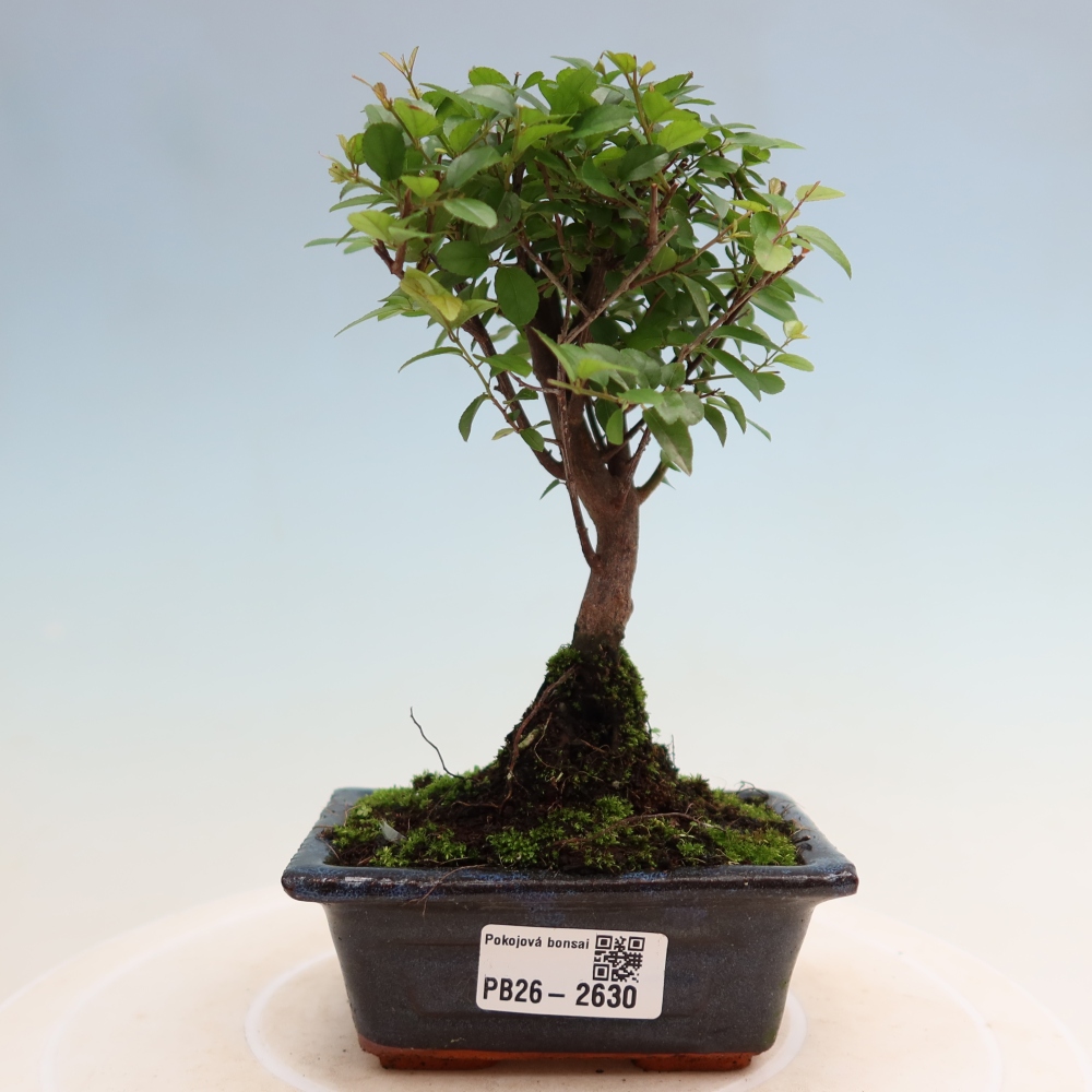 Kamerbonsai - Sageretia thea - Sageretia thea