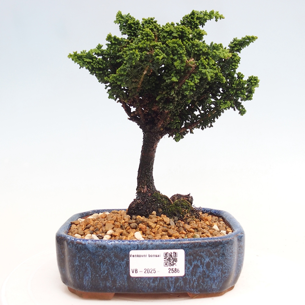 Bonsai voor buiten - Cham. obtusa SEKKA HINOKI - Cipres
