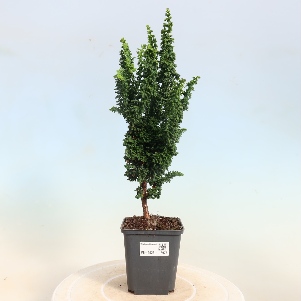 Bonsai voor buiten - Cham. obtusa SEKKA HINOKI - Cipres