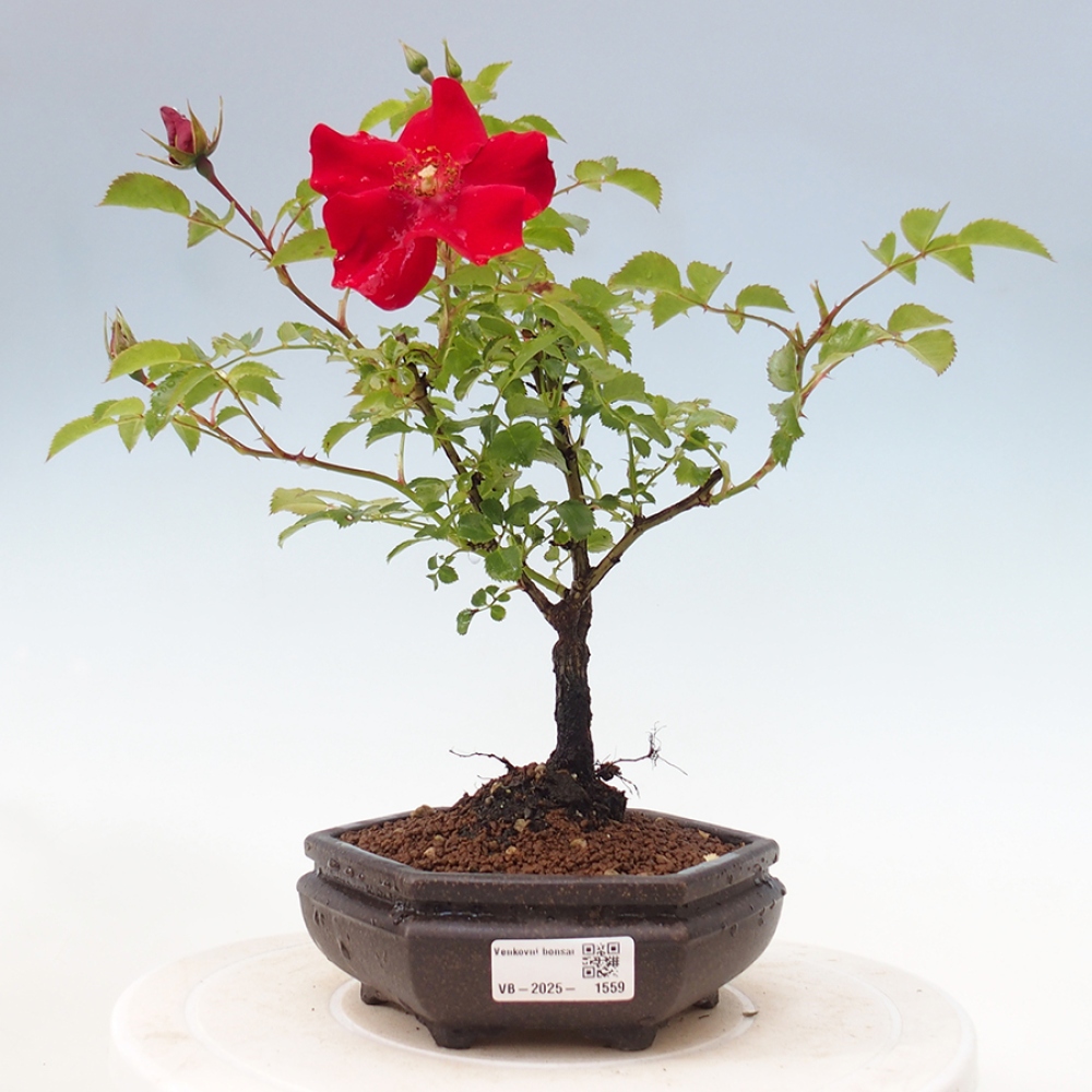 Bonsai voor buiten - Rosa Kordes - roos