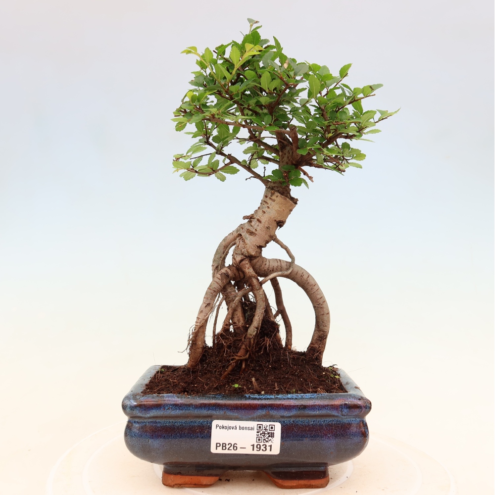 Kamerbonsai - Ulmus parvifolia - Winteriep