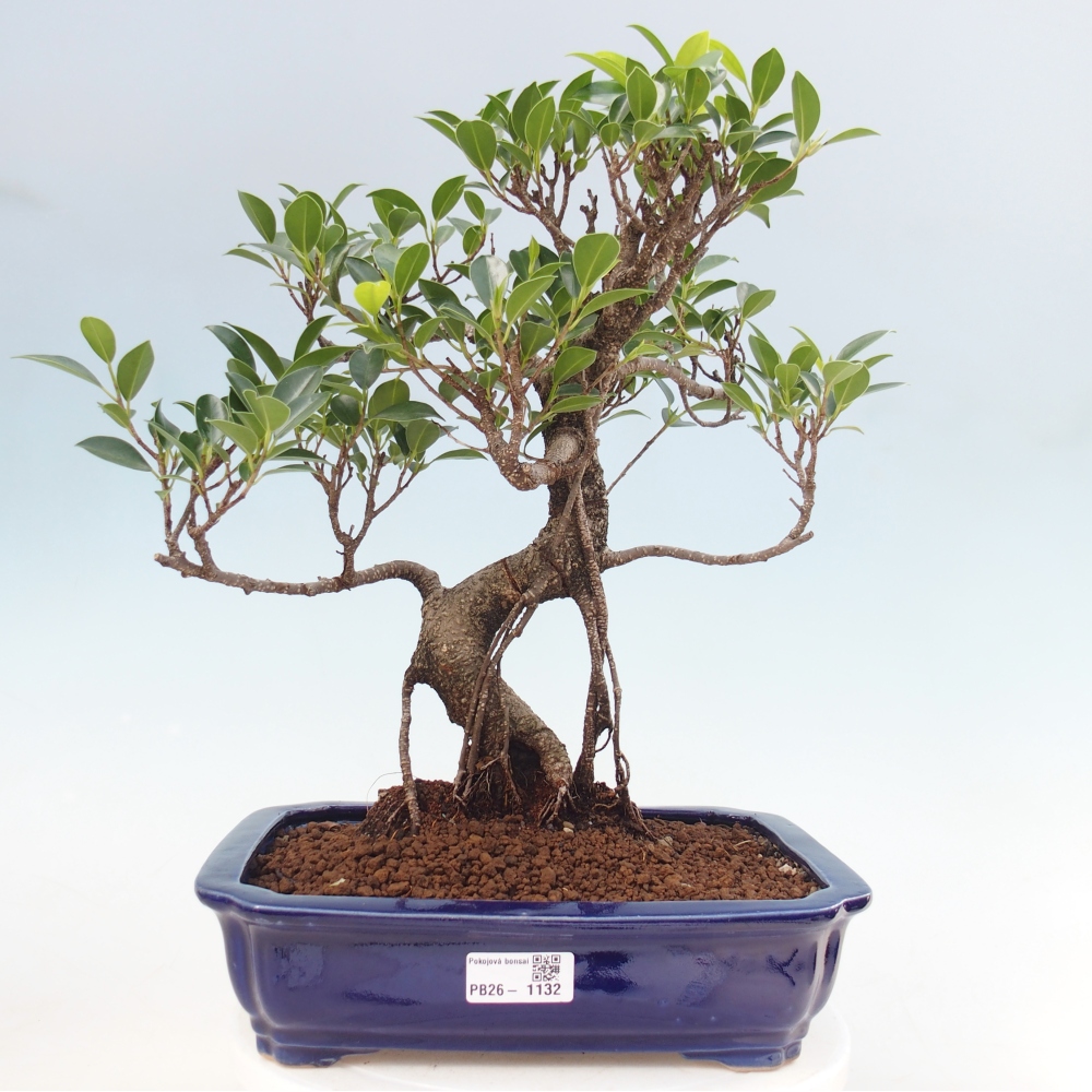 Kamerbonsai - Ficus kimmen - kleinbladige ficus