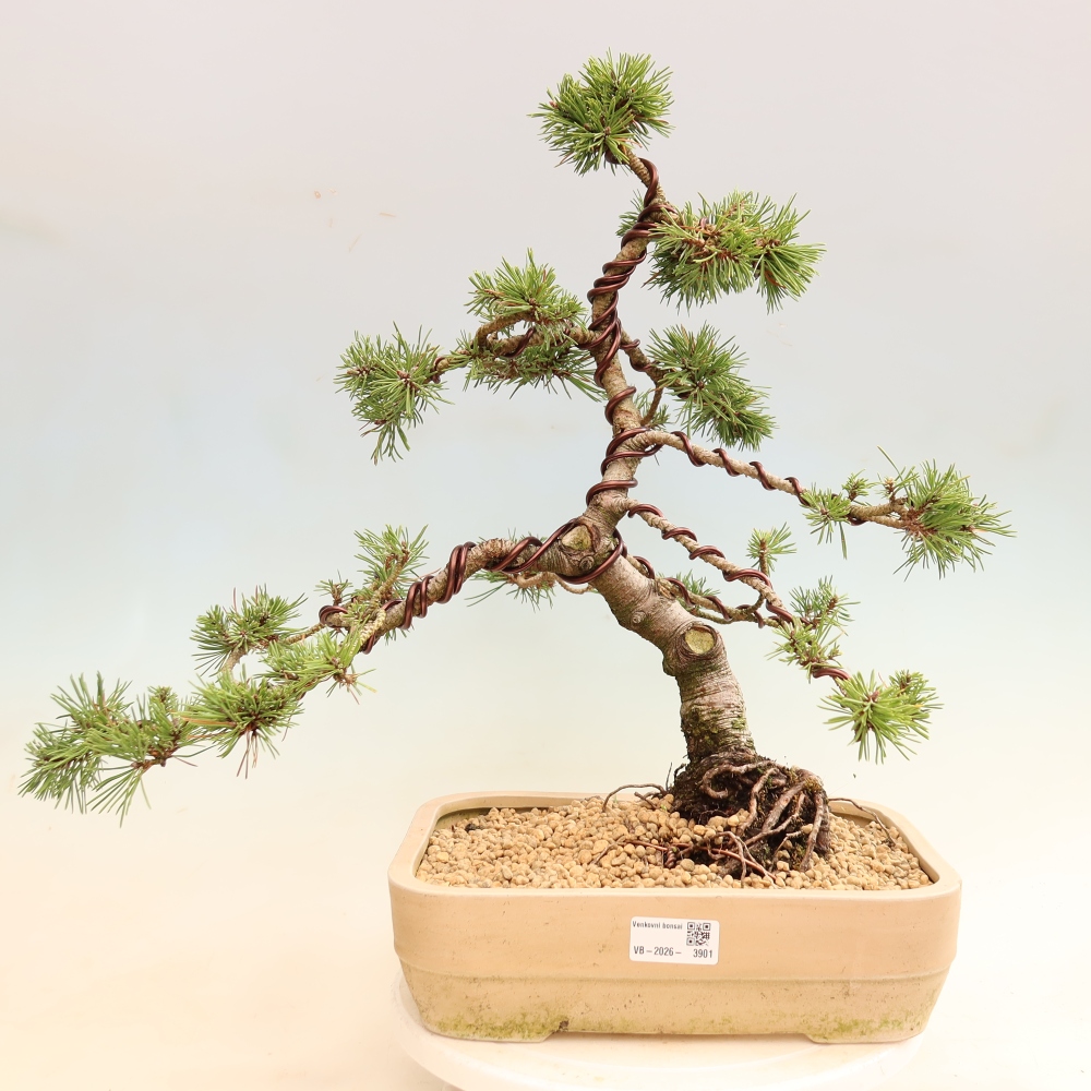Bonsai voor buiten - Pinus mugo Humpy  - Bergden