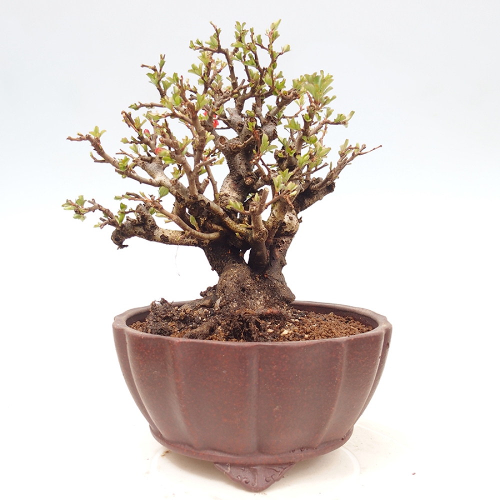 Bonsai voor buiten - Chaneomeles speciosa - Kweepeer
