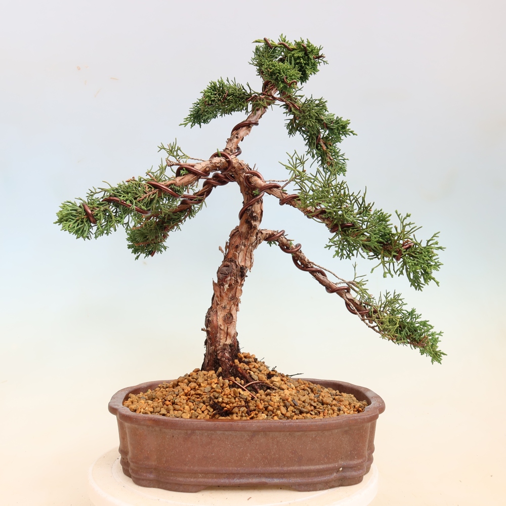 Bonsai voor buiten - Juniperus chinensis Kishu