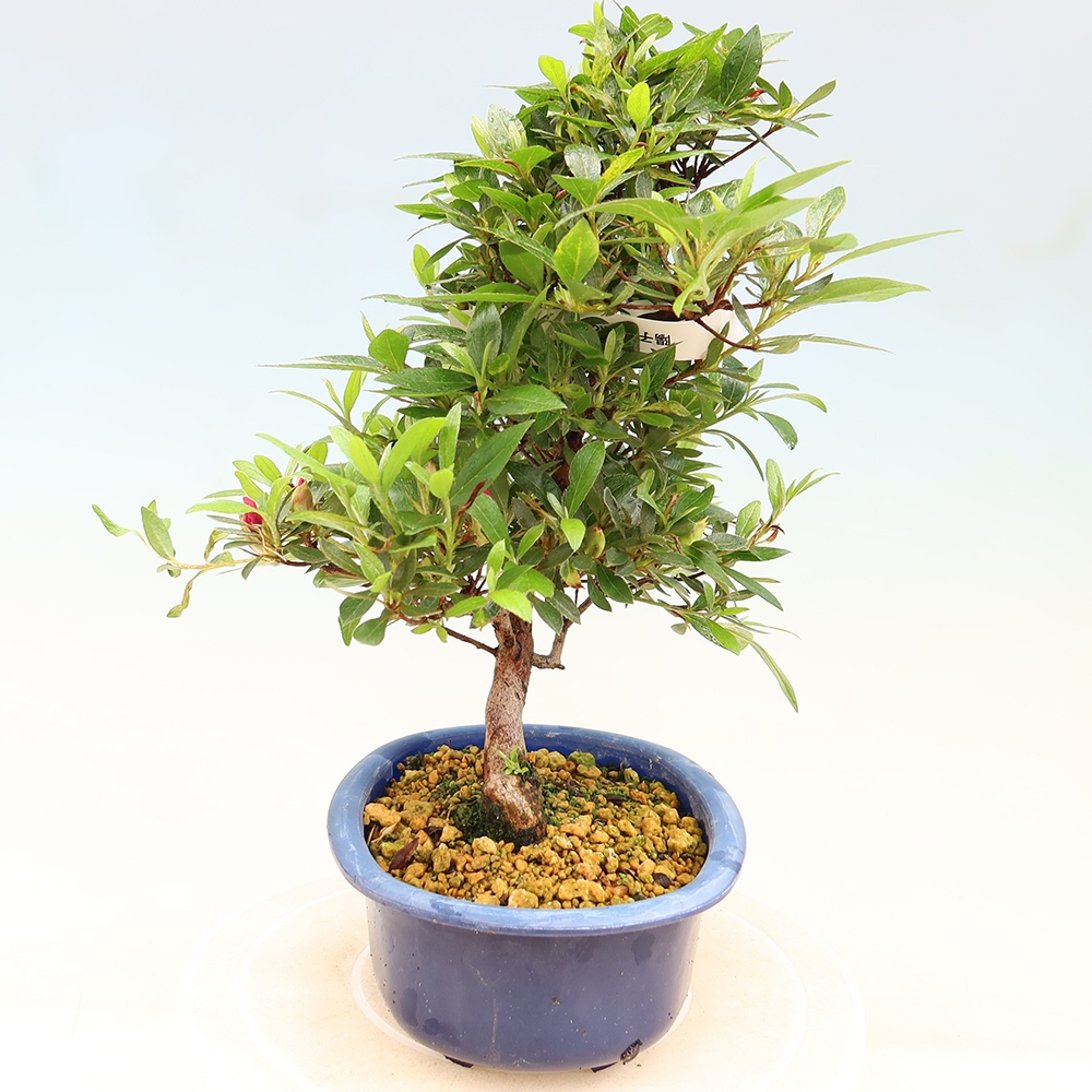 Bonsai voor buiten - Japanse Azalea - Azalea Yoko