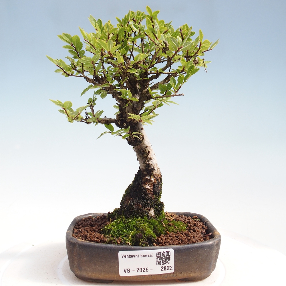 Bonsai voor buiten - Zelkova - Zelkova NIRE